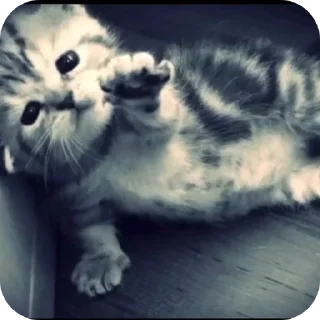 Telegram sticker 🐱 Tuuntunsahur