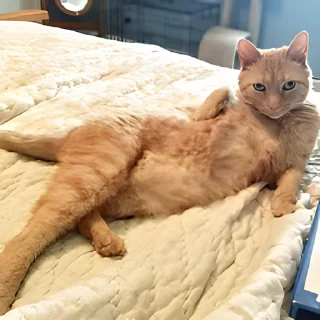 Video sticker 👻 LGBT 렉밭콘5 @DCConSticker