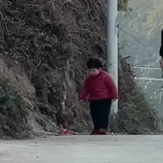 Video sticker 🦆 全菲代购 @MANILANO1