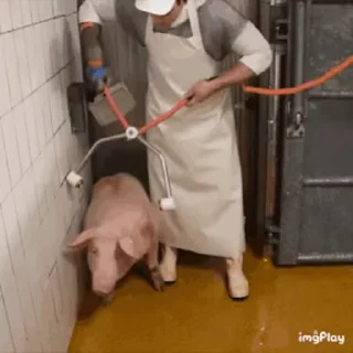 Video sticker 🐷 全菲代购 @MANILANO1