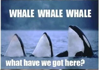 Video sticker 🤔 The last Kang of the Exiled