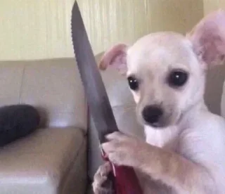 Telegram sticker 🔪 Bichineos 🐇💕 by Clari :: @saude_foco,@radin_chan