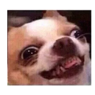 Telegram sticker 😁 Bichineos 🐇💕 by Clari :: @saude_foco,@radin_chan