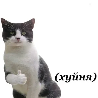 Video sticker 👍 7
