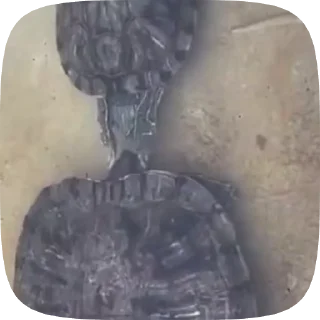 Video sticker 🌟 apwkao :: @fStikBot
