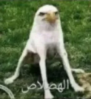 Telegram sticker 🦮 @NormaIChannel | پرموت