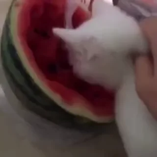 Video sticker 😊 kittens :: @fStikBot