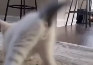 Video sticker 🥳 kittens :: @fStikBot