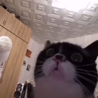 Video sticker 💃 kittens :: @fStikBot