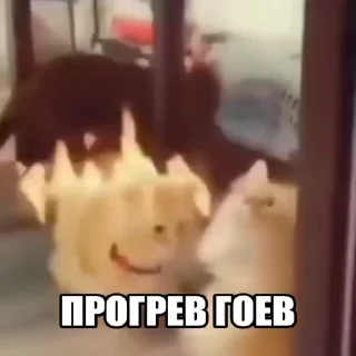 Video sticker 🔥 кошачий расколбас. @k0shbss
