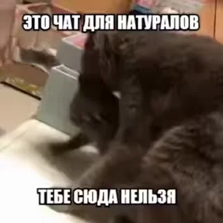 Video sticker ❌ кошачий расколбас. @k0shbss