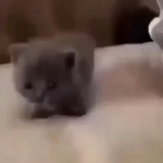 Video sticker 😎 кошачий расколбас. @k0shbss