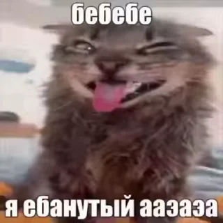 Video sticker 🧠 кошачий расколбас. @k0shbss