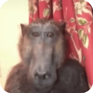 Telegram sticker 👍 Yaya