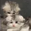Video sticker 🐈‍⬛ kittens ➜ @emoji1