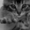 Video sticker 🙋 kittens ➜ @emoji1