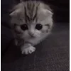 Video sticker 🤩 kittens ➜ @emoji1
