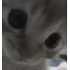 Video sticker 🤩 kittens ➜ @emoji1