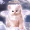 Video sticker 😇 kittens ➜ @emoji1