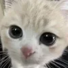 Video sticker 😼 kittens ➜ @emoji1