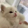 Video sticker 💋 kittens ➜ @emoji1