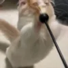 Video sticker 🐾 kittens ➜ @emoji1