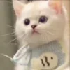 Video sticker ❤️ kittens ➜ @emoji1