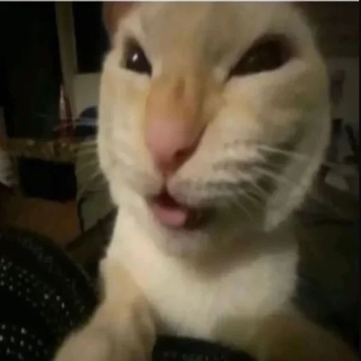 Telegram sticker 😈 @fStikBot :: @indiazinha06