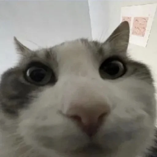 Telegram sticker 😐 @fStikBot :: @indiazinha06