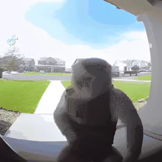 Video sticker 👻 이상한 동물농장 @DCConSticker