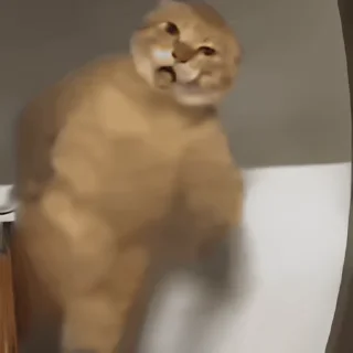 Video sticker 👻 이상한 동물농장 @DCConSticker