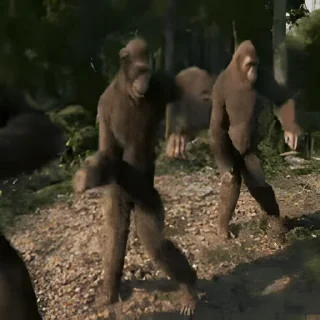 Video sticker 👻 이상한 동물농장 @DCConSticker