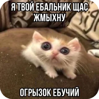 Telegram sticker 🐱 Больше стиков тут: @stikery4