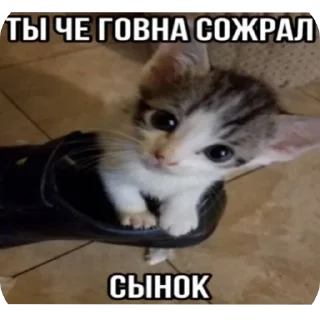Video sticker 🐱 Больше стиков тут: @stikery4