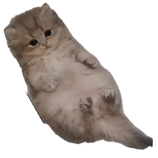 Telegram sticker 🌟 Виктория 😎 :: @vika32288 :: @fStikBot