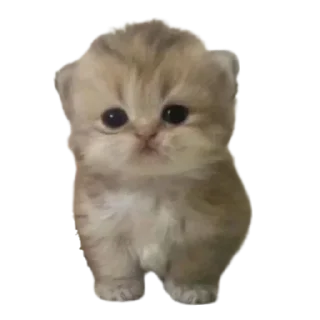 Telegram sticker 🌟 Виктория 😎 :: @vika32288 :: @fStikBot