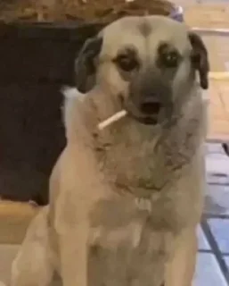 Телеграм стикер 🚬 @sticksbb 🩷 <- канал со стиками