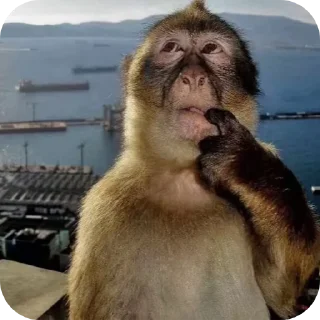 Video sticker 🤔 Stickerpack by @XDDeshe4ka