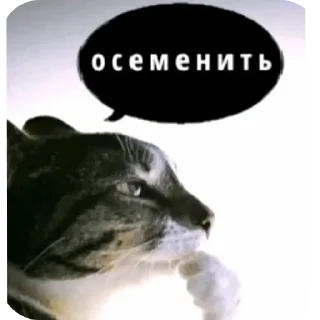 Video sticker 🥵 Stickerpack by @XDDeshe4ka