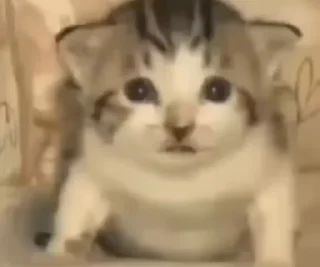Video sticker 🐈 Video Favorite stickers :: @fStikBot