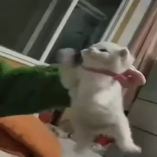 Video sticker 🐈 Video Favorite stickers :: @fStikBot