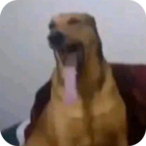 Telegram sticker 🐶 @iMDeW اعظم قناة