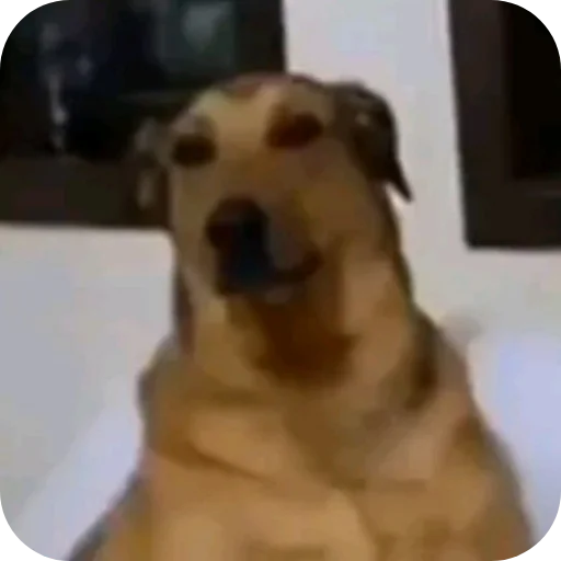 Telegram sticker 🐶 @iMDeW اعظم قناة