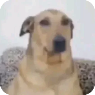 Video sticker 🧸 @iMDeW اعظم قناة