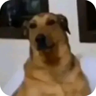 Video sticker 🐶 @iMDeW اعظم قناة