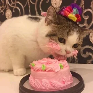 Video sticker 🎂 Meow (=ↀωↀ=)✧ (@StellarCats_Meow)