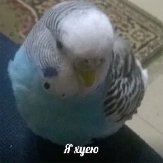 Telegram sticker 🤭 @s_paretskaya не договорила