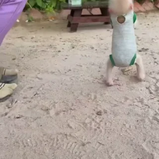 Video sticker 🌟 little cacys by @undrstznd ::  :: @fStikBot