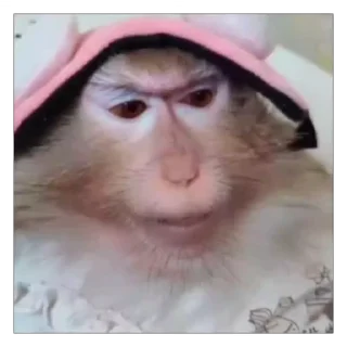 Video sticker 🗿 @astral_trade