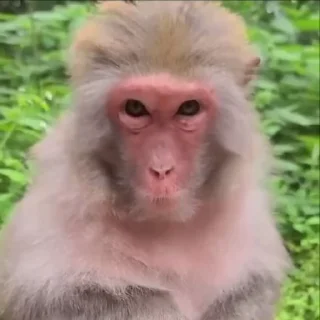 Video sticker 😂 @astral_trade